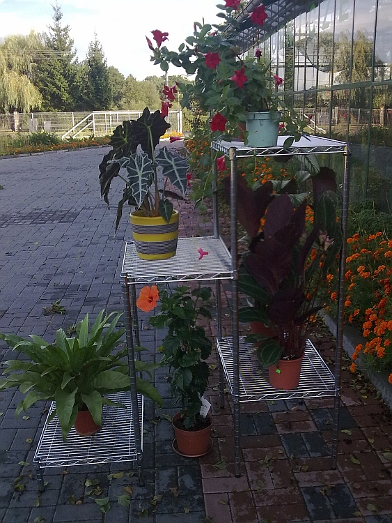 Ultra Power project — Floristics — photo 8